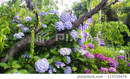 Early summer at Enoshima in Fujisawa City, Kanagawa Prefecture and Kamakura City, Shonan 115550476