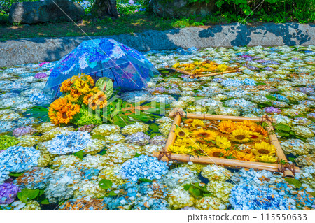紫陽花池 紫陽花節 神奈川縣開成町紫陽花村 115550633