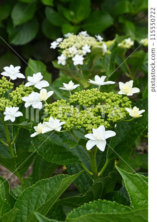 夏雪/繡球花 夏雪/繡球花 115550722