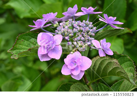 城崎繡球花 115550823