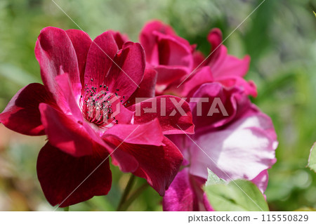 盆栽紅玫瑰 115550829