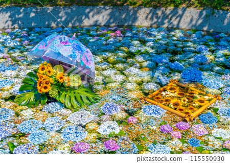 漂浮在水面上的紫陽花、紫陽花池、紫陽花節、開成町紫陽花村、神奈川縣、開成町 漂浮在水面上的紫陽花、紫陽花池、紫陽花節、開成町紫陽花村、神奈川縣、開成町 115550930