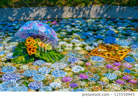 紫陽花池 紫陽花節 神奈川縣開成町紫陽花村 115550943