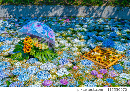 Hydrangea Pond Hydrangea Festival Kaisei Town Hydrangea Village Kanagawa Prefecture Kaisei Town 115550970