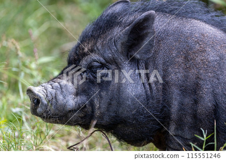 Pig Pig 115551246
