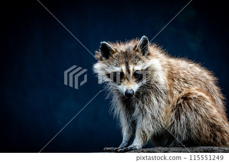 raccoon raccoon 115551249