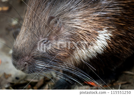 porcupine porcupine 115551250