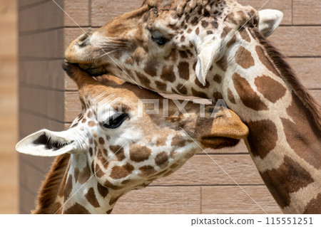 Giraffe Giraffe 115551251
