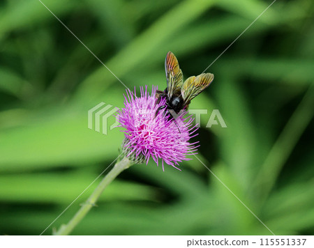Flower-visiting insect of Suzuka thistle: Apidae, Bombus nigricans 115551337