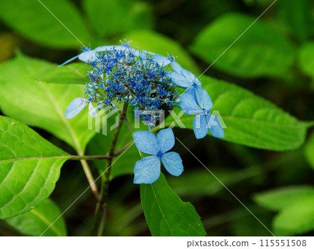 繡球花藍色裝飾花 115551508