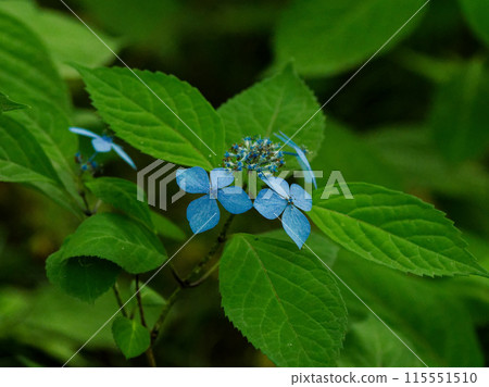 繡球花藍色裝飾花 115551510