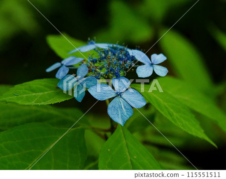 繡球花藍色裝飾花 115551511