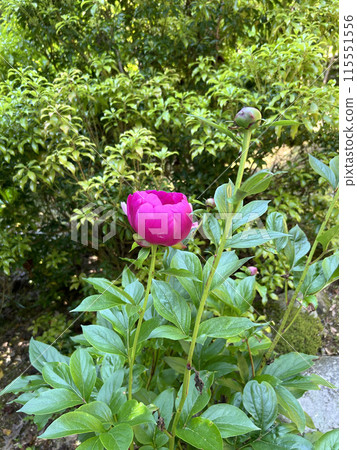 深粉紅色山牡丹 115551556