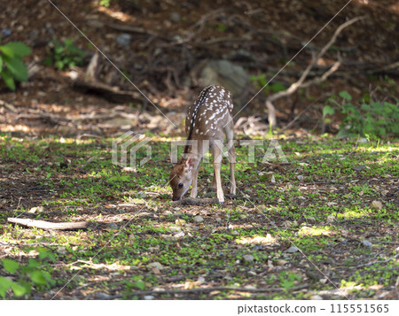 奈良公園裡可愛的小鹿 115551565