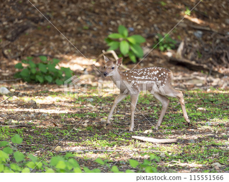 奈良公園裡可愛的小鹿 115551566