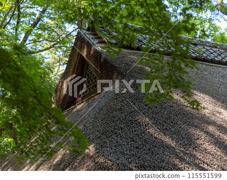 奈良公園的藍色秋葉和茅草屋頂茶館 115551599