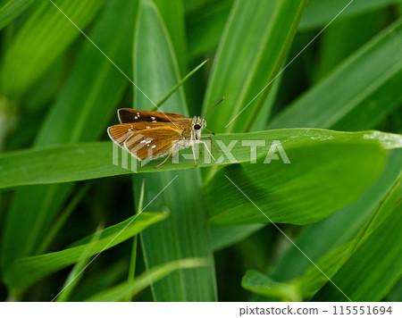 Helicopteridae Ochabaneseri 115551694