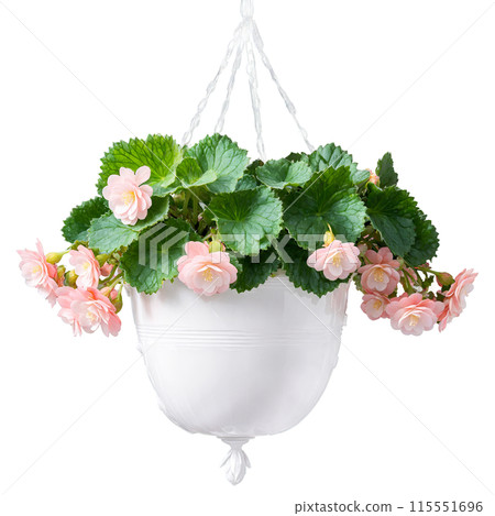 Begonia delicate pink and white flowers amidst glossy green leaves in a white hanging planter 115551696