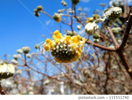 Mitumata花 Mitumata花 115551740