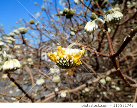 Mitumata flowers 115551742