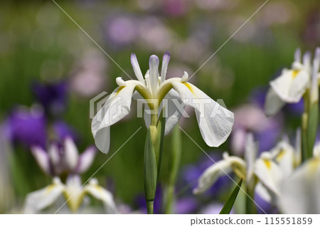 開花在初夏的白花虹膜 115551859