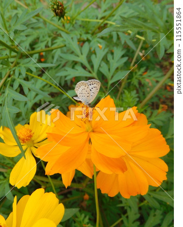 大和呂卡蝴蝶和熔岩宇宙 大和呂卡蝴蝶和熔岩宇宙 115551864