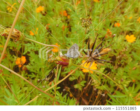 大和呂卡蝴蝶和熔岩宇宙 大和呂卡蝴蝶和熔岩宇宙 115551865