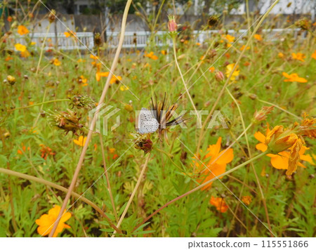 大和呂卡蝴蝶和熔岩宇宙 115551866