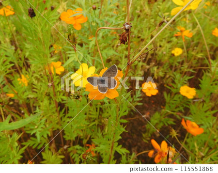 Yamato Shijimi Butterfly and Yellow Cosmos 115551868