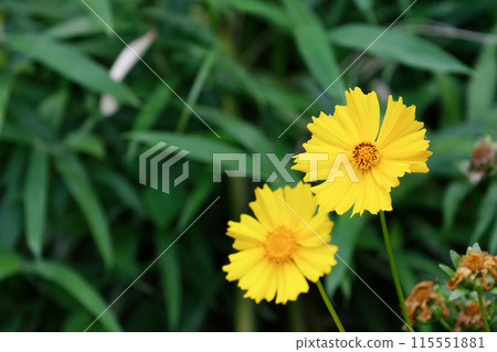 Specified alien species: Coreopsis lanceolata Specified alien species: Coreopsis lanceolata 115551881