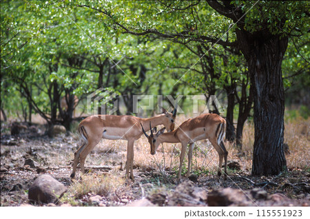 Kruger National Park, South Africa Kruger National Park, South Africa 115551923
