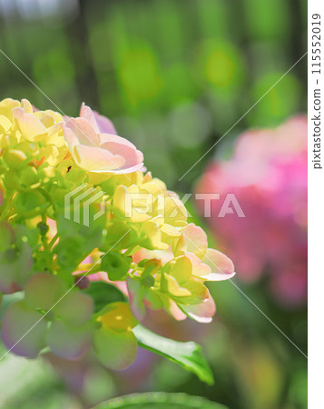 初夏的繡球花 115552019