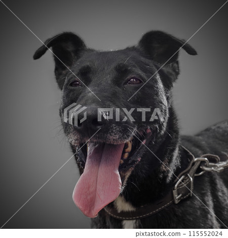 Cute smiling black dog a symbol of 2018 Cute smiling black dog a symbol of 2018 115552024