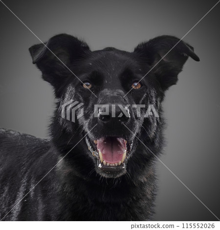 Cute smiling black dog a symbol of 2018 Cute smiling black dog a symbol of 2018 115552026