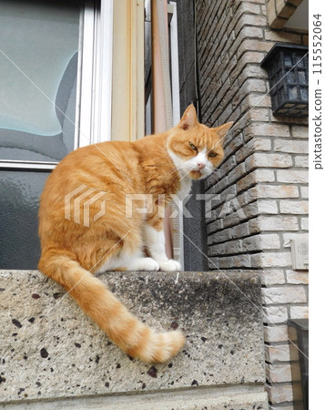 Brown tabby cat on a wall in Matsubara Shopping Arcade 115552064
