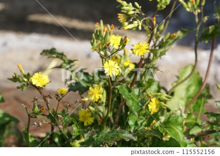 Flower of Oriental False Hawk 115552156