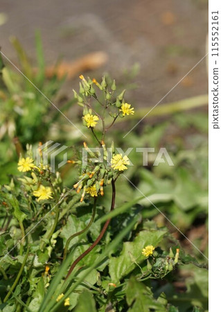 東方假鷹之花 115552161