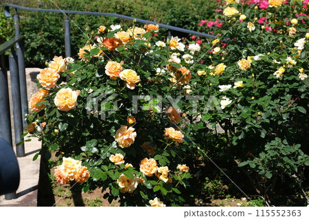 玫瑰花素材 115552363