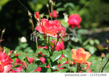 rose flower material rose flower material 115552409