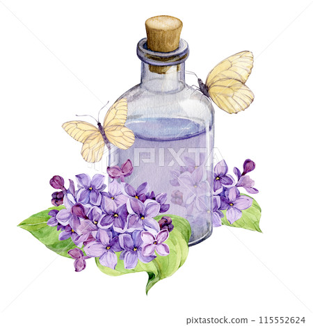 Fresh lilac flowers and a bottle of essential oil or infused water. Natural ingredient for cosmetics and perfumes. Aromatic hydrosol. Watercolor illustration with lilac syringa and white butterflies. Fresh lilac flowers and a bottle of essential oil or infused water. Natural ingredient for cosmetics and perfumes. Aromatic hydrosol. Watercolor illustration with lilac syringa and white butterflies. 115552624