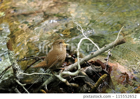 水邊鷦鷯 115552652