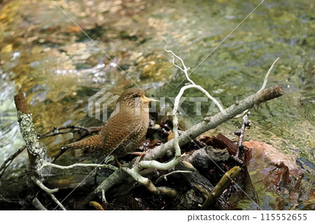 水邊鷦鷯 115552655