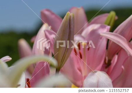 Lily flower 115552757