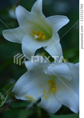 百合花 115552760