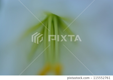 百合 115552761