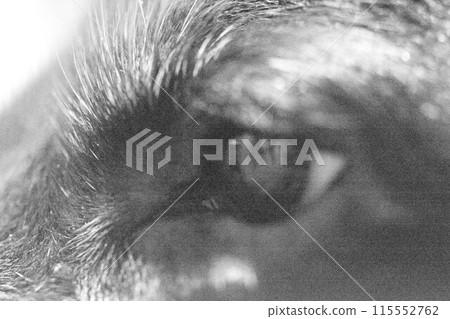 狗狗 115552762