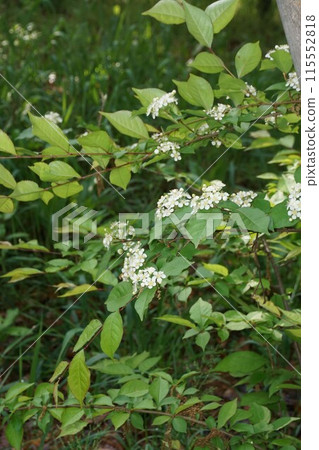 Flowers of Kamatsuka 115552818