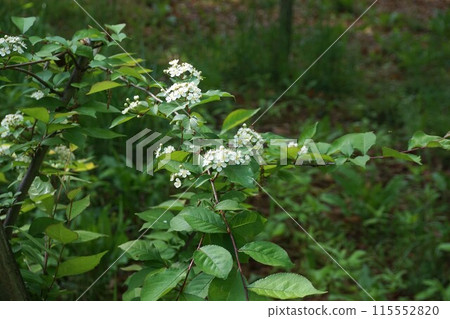 Flowers of Kamatsuka 115552820