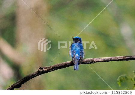Blue-and-white flycatcher perched on a branch 115552869