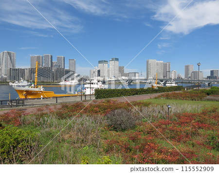View from Toyosu Gururi Park in Koto Ward (Tokyo Skytree, Toyosu Bridge, Triton Square, Harumi Flag, etc.) 115552909